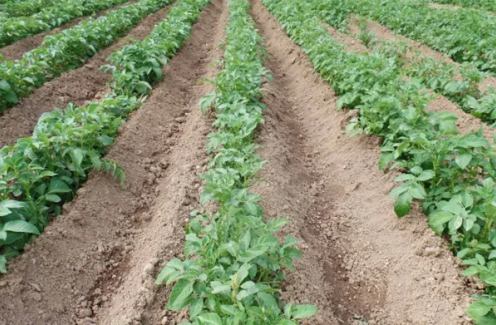 semina delle patate 1