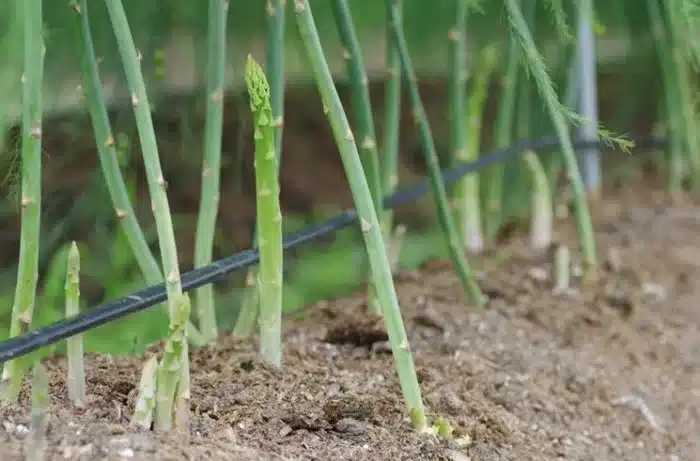 asparago coltivato 1