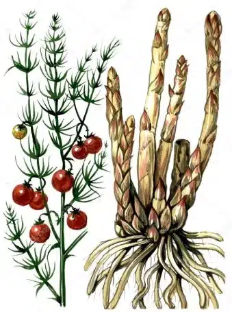 asparago coltivato 3