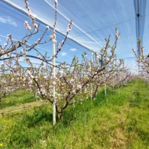 campagna cerasicola 1
