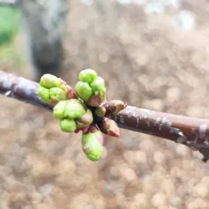 campagna cerasicola 2