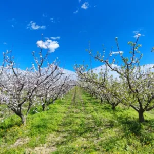 campagna cerasicola 3