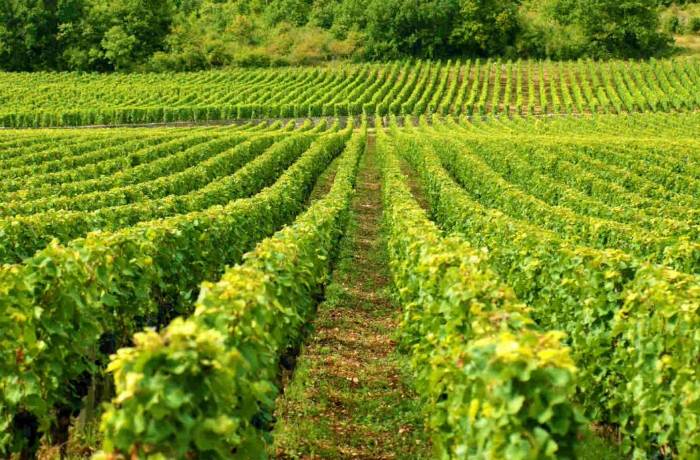 espianto dei vigneti