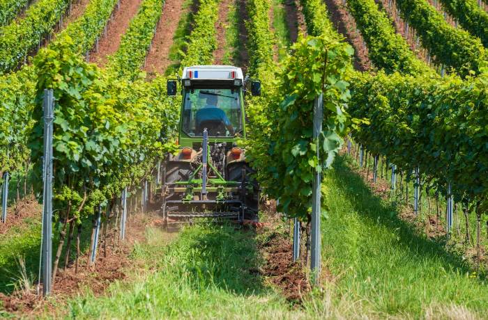 espianto dei vigneti