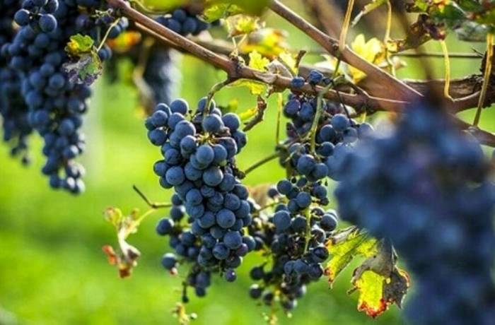 espianto dei vigneti