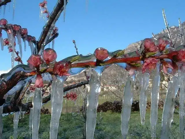 gelate-tardive-primaverili-irrigazione