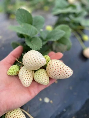 Fragole bianche