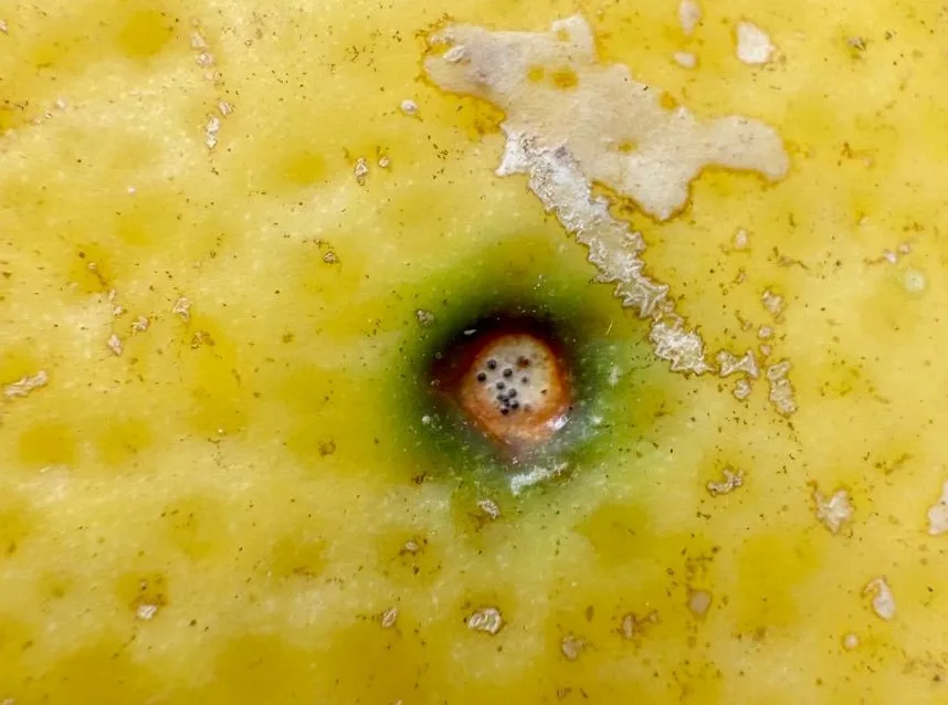 macchia nera degli agrumi danni