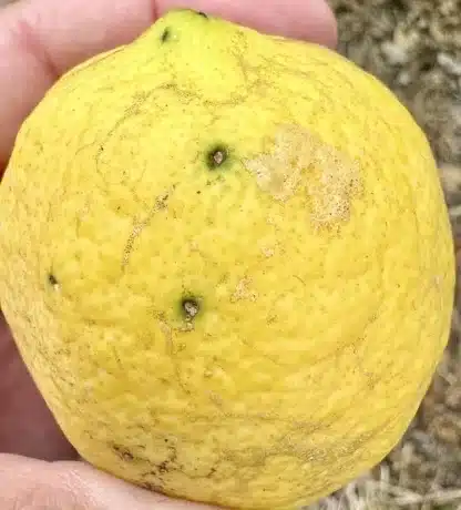 macchia nera degli agrumi sintomi frutti