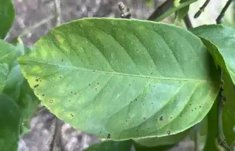macchia nera degli agrumi sintomi