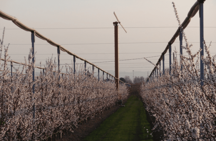 ventoloni gelate primaverile