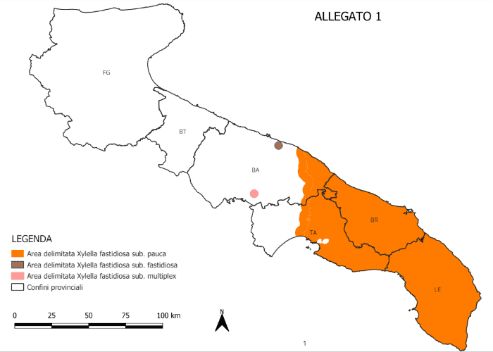 xylella fastidiosa