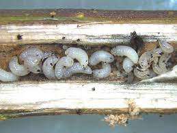 Xylosandrus compactus regione siciliana