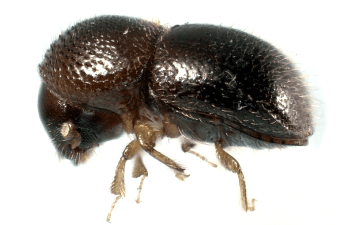 Xylosandrus compactus