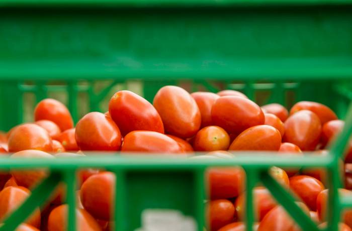 pomodori da industria