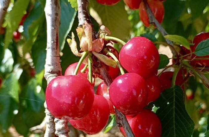 ciliegie 2024 puglia tricarico