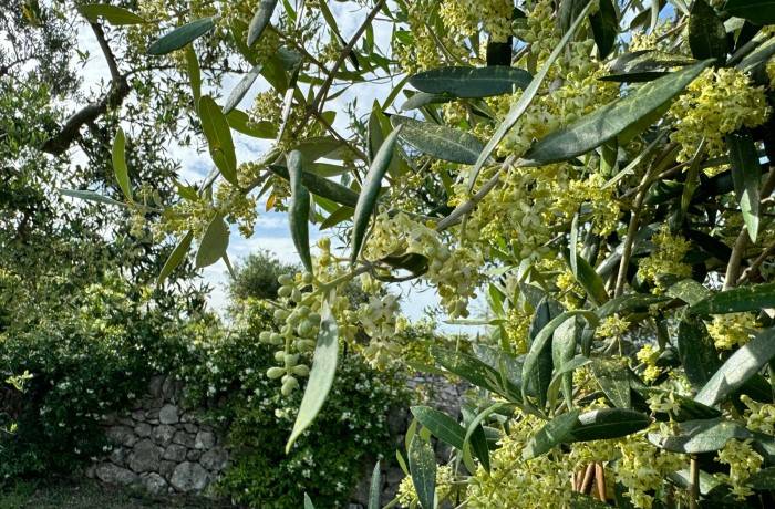 fioritura degli ulivi 1