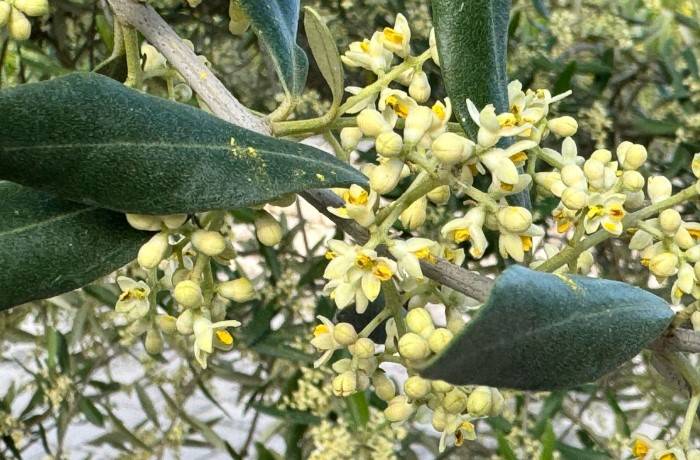 fioritura degli ulivi 2