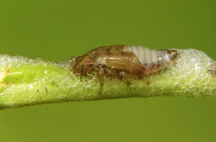 xylella fastidiosa
