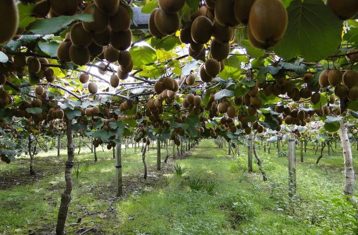 decreto legge agricoltura