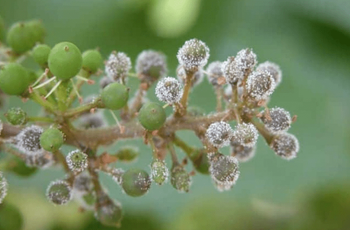 peronospora della vite 1