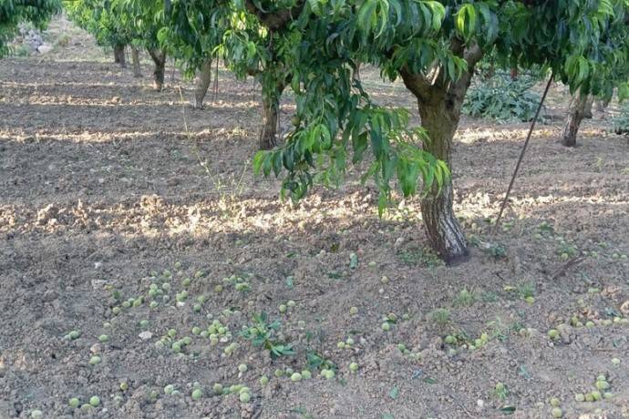 pesche-siciliane-diradamento