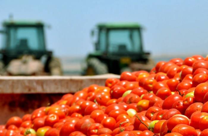 pomodori da industria
