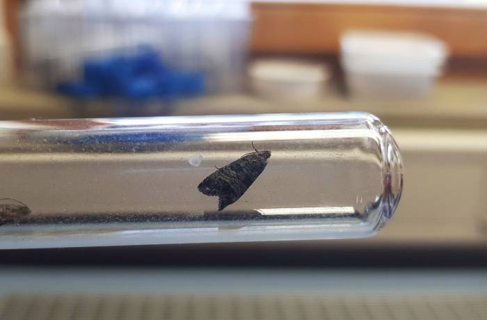 trappole intelligenti