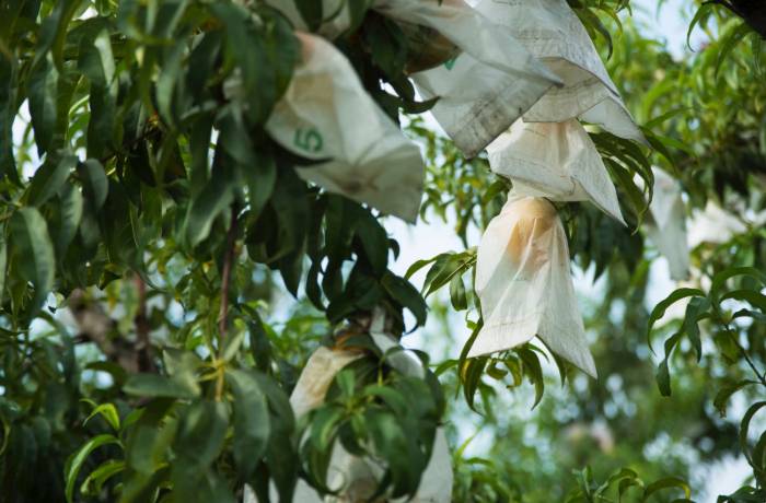 Pesca di Leonforte IGP