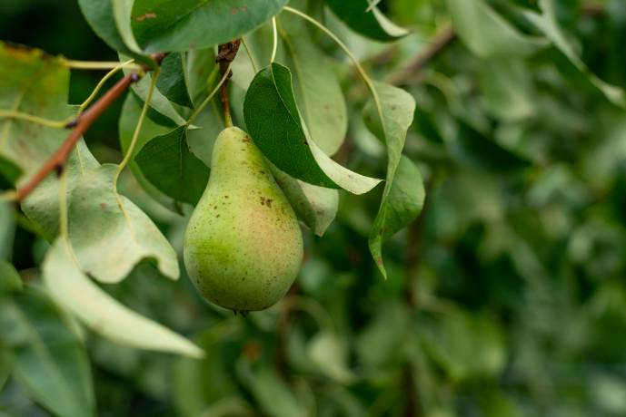 ortofrutta