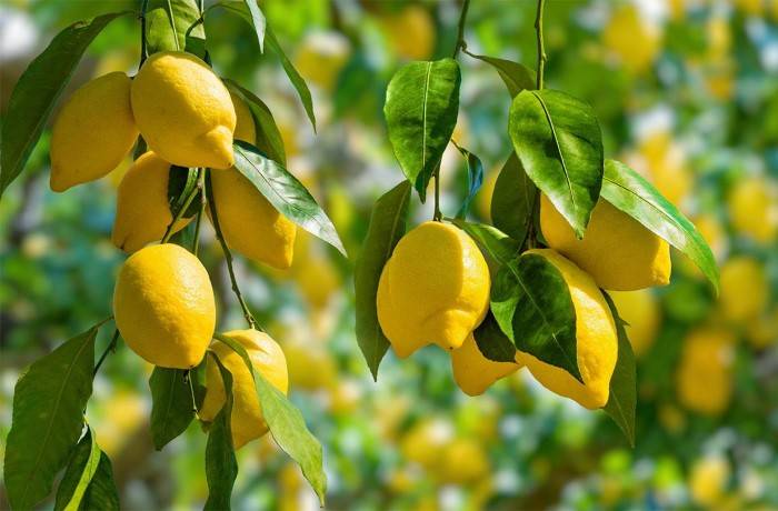 potatura degli agrumi 3