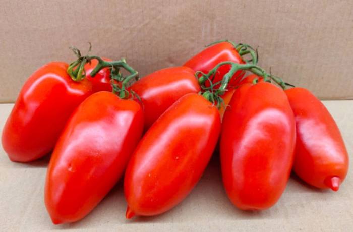 prezzo pomodoro da industria