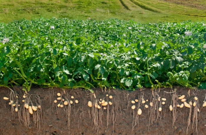 raccolta delle patate