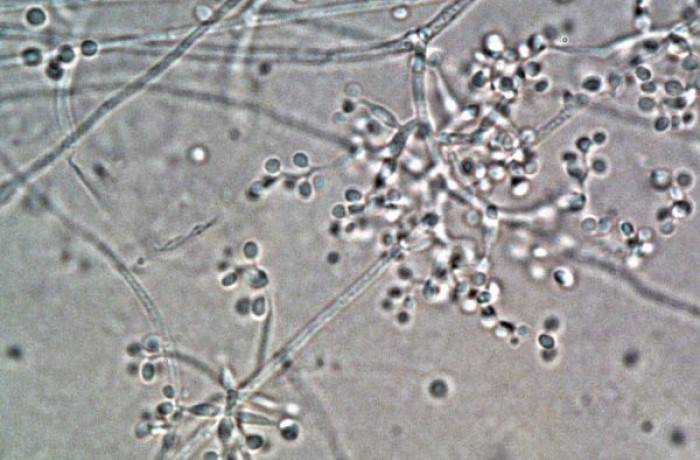 Beauveria bassiana 5