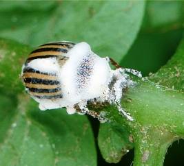 Beauveria bassiana 6