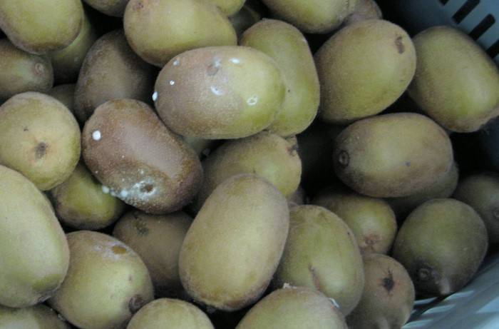 MET-Botrytis-Kiwi-2