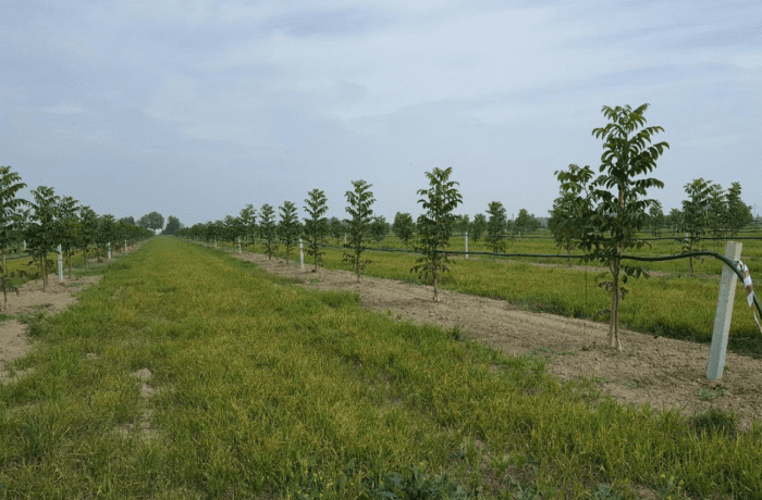 coltivazione del noce 1