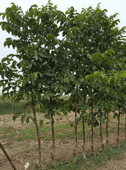 coltivazione del noce 2