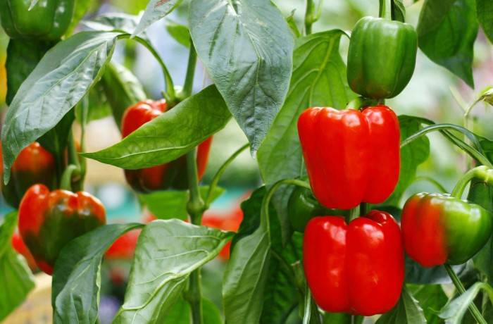 coltivazione del peperone 1
