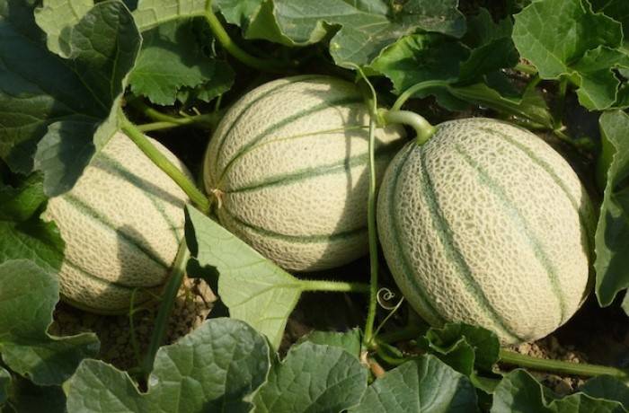 il melone 3