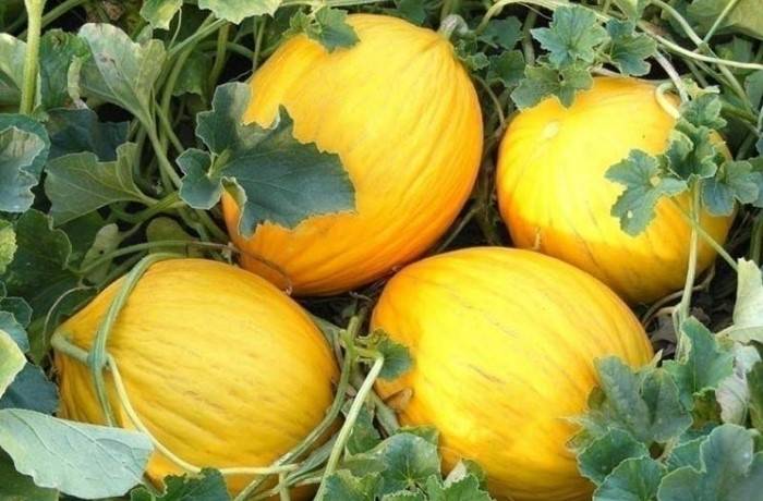 il melone 4