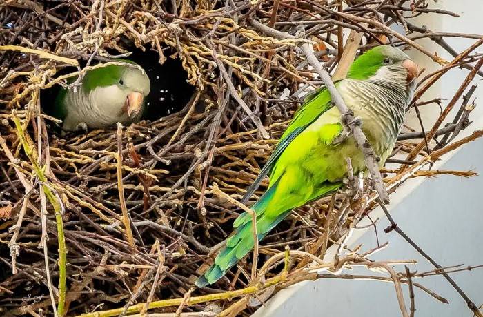 parrocchetti monaci 2