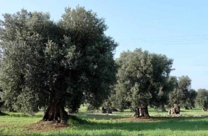 piano olivicolo nazionale