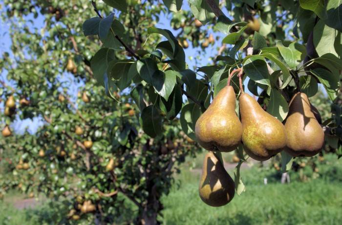 produzione di pere 1
