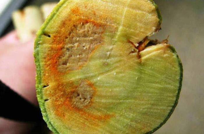 mal secco in campania