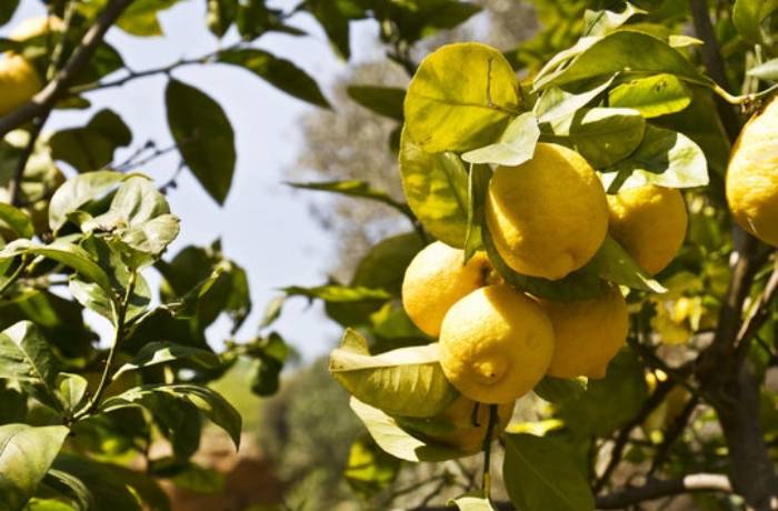 mal secco in campania