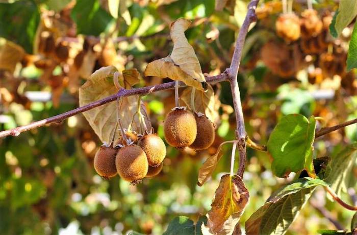moria dei kiwi