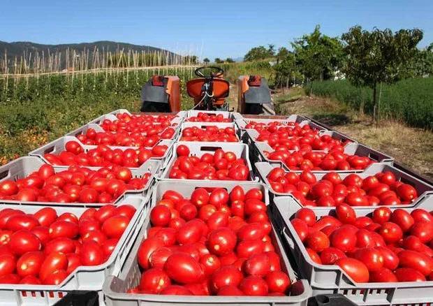 pomodoro da industria