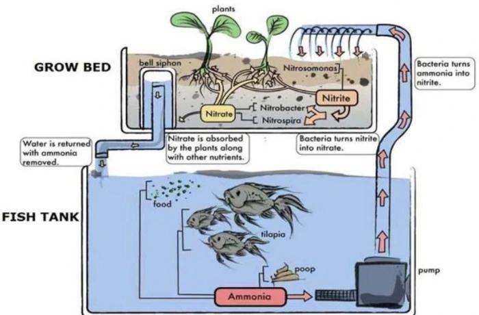 acquaponica