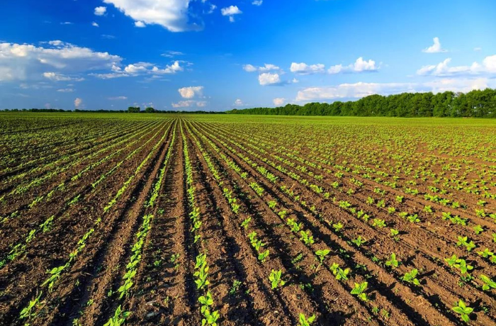 agricoltura rigenerativa 2024